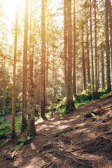 Photo of a coniferous forest and intertwined tree roots. The rays of the morning sun break through the branches of trees in the forest. A path leading deep into the forest. Autumn landscape.
