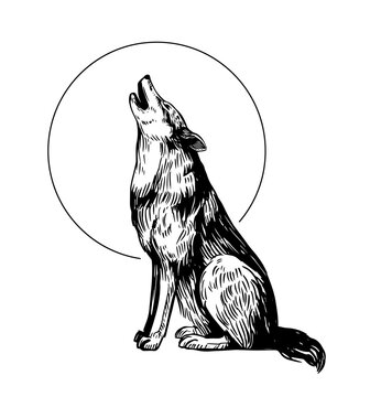 The wolf howls at the moon. set of realistic hand drawn illustrations, vector sketches