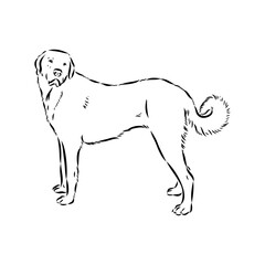 Akbash dog hand drawing. Vector illustration isolated on white background.