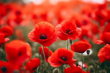 Red poppy flower field symbol for remembrance of death. Eternal peace