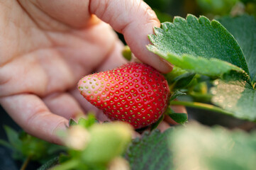 Hand picking strawberry fruit in spring garden