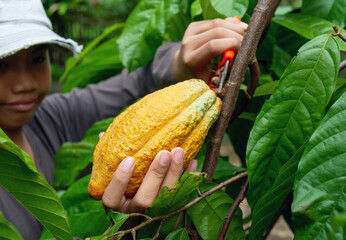 Close-up hands of a cocoa farmer use pruning shears to cut the cocoa pods or fruit ripe yellow cacao from the cacao tree. Harvest the agricultural cocoa business produces.