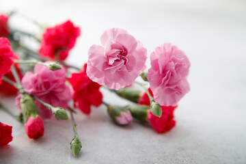 Fototapeta na wymiar Red and pink carnations