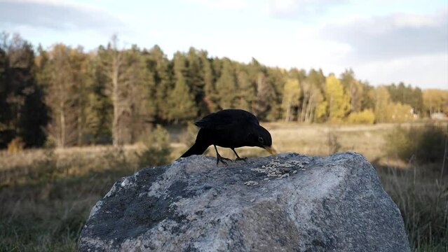 A Eurasian blackbird flies off into the background.