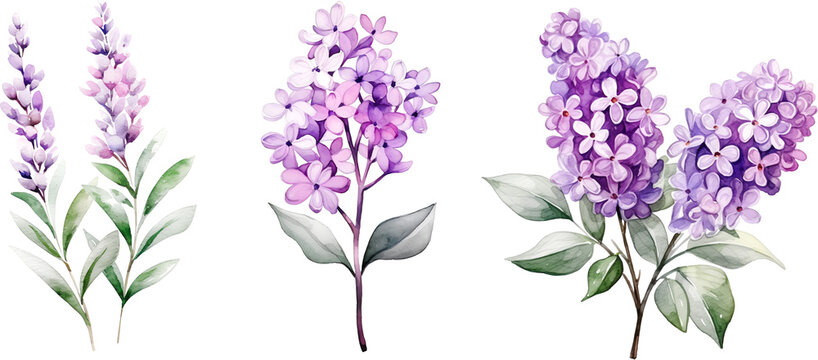 lilac flower purple watercolor clipart