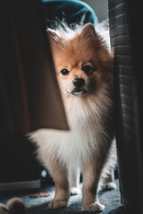 Spitz, Hund