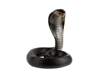 Naja sputatrix closeup on isolated background, Javanese cobra snake closeup in a defensive position