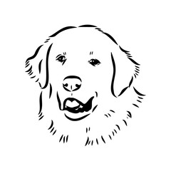 Akbash dog hand drawing. Vector illustration isolated on white background.