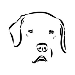 Akbash dog hand drawing. Vector illustration isolated on white background.