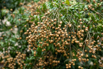 Longan fruit in growth on tree in summer