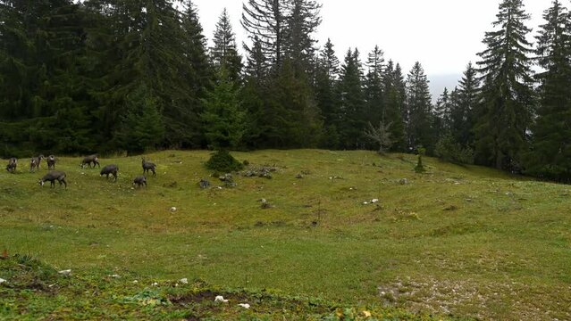 Group of chamois walking, running and grazing. Rupicapra rupicapra in forest. Time lapse. Le lieu, Vaud, Switzerland.
