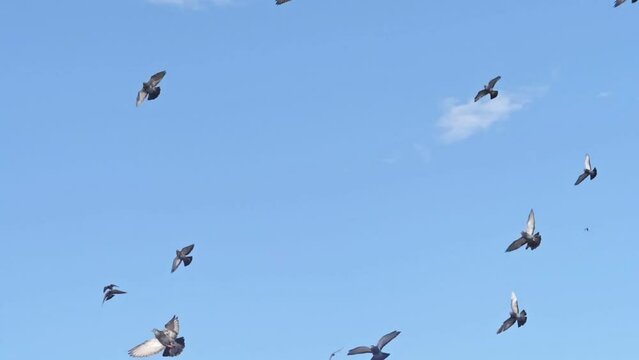 Slow motion of a flock of birds and pigeons flying against the blue sky. Bottom up close up view