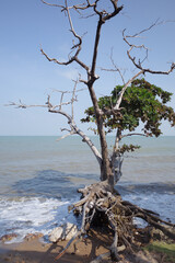 A lone tree that is the result of coastal erosion.