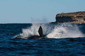 Sohutern right whale jumping, endangered species, Patagonia,Argentina