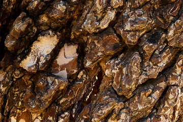 pattern, surface, old, nature, macro, natural, texture, textured, weathered, wooden, abstract, tree, wood, lumber, trunk, background, brown, bark, closeup, wood, aging, pine, leather, rough, detail , 