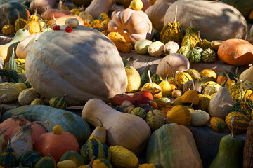 jesień, upadek, dynia, jedzenie, drewniane, żniwa, halloween, organiczne, dynia, wegetariańska, warzywo, sezonowy, pomarańczowy, przyciąć, rolnictwo, surowy, zdrowy, ogród, nikt, widok, odżywianie, ek - 682281901