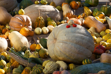 jesień, upadek, dynia, jedzenie, drewniane, żniwa, halloween, organiczne, dynia, wegetariańska, warzywo, sezonowy, pomarańczowy, przyciąć, rolnictwo, surowy, zdrowy, ogród, nikt, widok, odżywianie, ek
