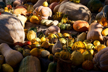 jesień, upadek, dynia, jedzenie, drewniane, żniwa, halloween, organiczne, dynia, wegetariańska, warzywo, sezonowy, pomarańczowy, przyciąć, rolnictwo, surowy, zdrowy, ogród, nikt, widok, odżywianie, ek