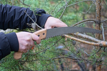 hands of a man in black clothes holding a pine tree branch and a hacksaw lopper on the street in...
