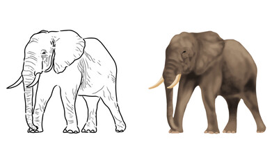 Elephant vector coloring page image. Elephant Vector. Elephant Sketch