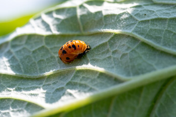 Puppe eines Marienkäfers