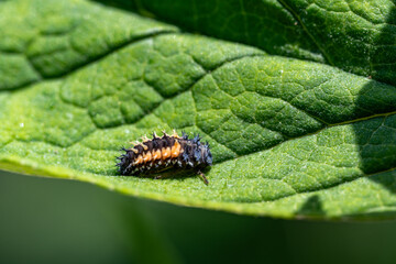 Eine Larve des Asiatischen Marienkäfers kriecht über ein Blatt eines Schmetterlingsstrauchs.