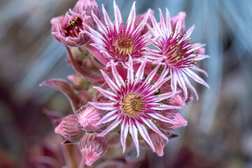 Blüte der Dachwurz