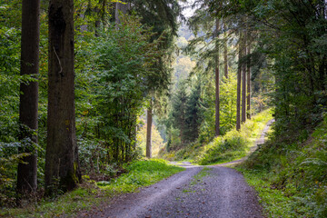 Waldweg ins Elztal im Odenwald