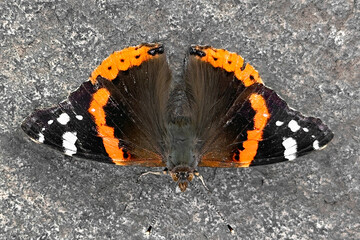 Schmetterling auf den Kanaren
