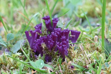Violet coral, Clavaria zollingeri, also known as magenta coral, wild club fungus from Finland