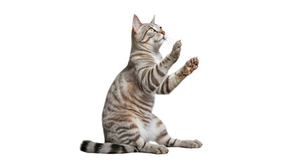 playing grey cat isolated on transparent background cutout