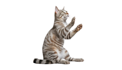 playing grey cat isolated on transparent background cutout