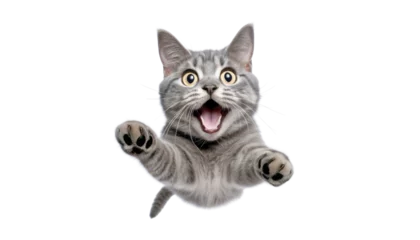 Foto op Plexiglas anti-reflex jumping grey cat isolated on transparent background cutout © Papugrat
