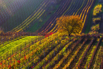 Moravian vineyards - a undulating landscape and in it grows a beautiful, bushy with spring white...