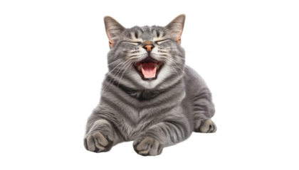 grey cat isolated on transparent background cutout