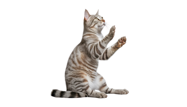 playing grey cat isolated on transparent background cutout