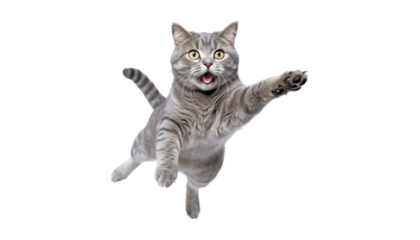 gray cat jumping isolated on transparent background cutout
