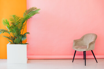 Chair and green plant in pink orange room interior
