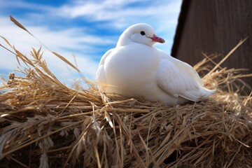 a white dove resting on a hay bale, with an old rustic fence behind it