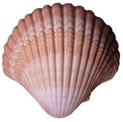 Top view of beautiful pink striped seashell on white background. Up close shot.