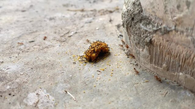A group of ants of different subspecies, black and red, eat a piece of cookie on the floor