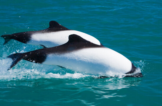 Commerson's Delfin (Cephalorhynchus commersonii), Patagonien, Argentinien, S&uuml;damerika