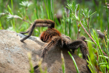 Rote Chilevogelspinne (Grammostola rosea) in Chile, Südamerika