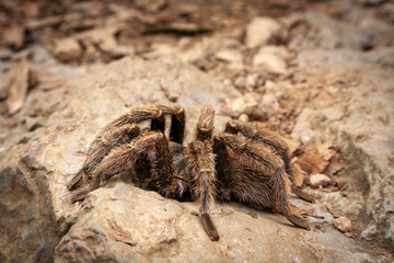 Rote Chilevogelspinne (Grammostola rosea) in Chile, Südamerika