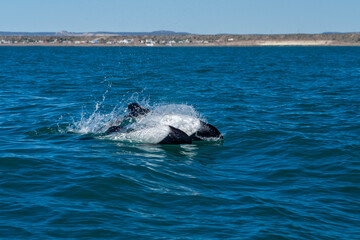 Naklejka premium Commerson's Delfin (Cephalorhynchus commersonii), Patagonien, Argentinien, Südamerika