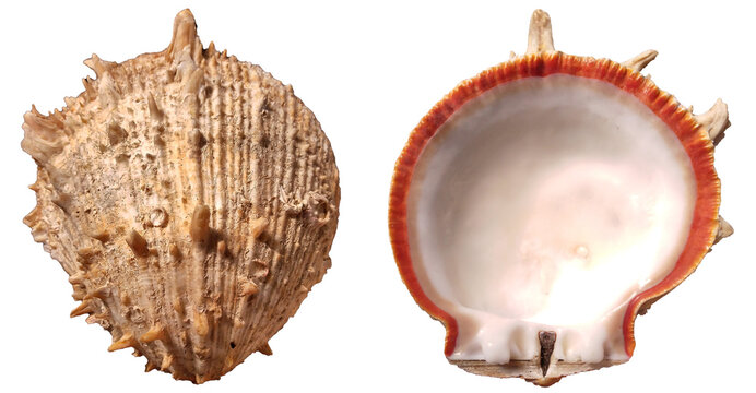 Front and Back of Spondylus shell. Top view with spikes. Bivalve seashell isolated on white background.