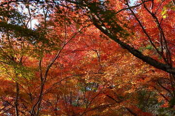 美しい長寿寺の紅葉