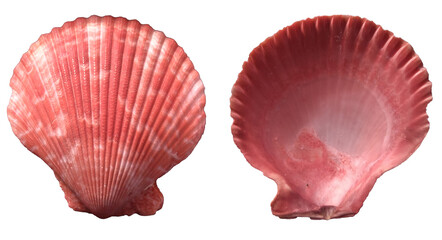 Top view of red scallop seashell isolated on white background, front and back.