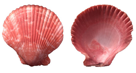Fototapeta premium Top view of red scallop seashell isolated on white background, front and back.