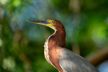 rufescent tiger heron in tropical Pantanal